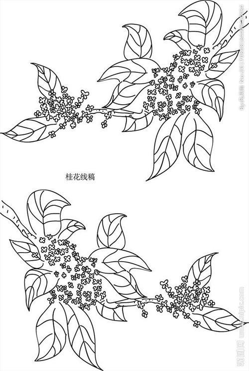 桂花的简笔画怎么画教程