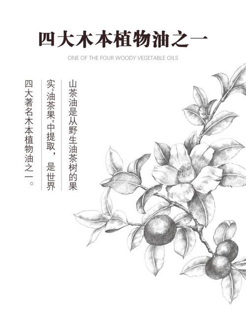 茶籽的简笔画