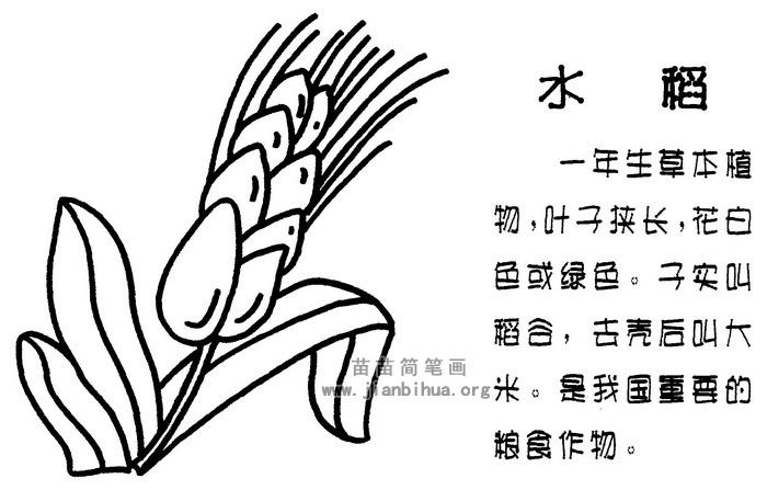 水稻简笔画图片大全水稻简笔画图片与知识