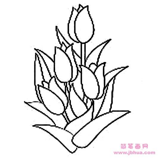 郁金香花束简笔画图片