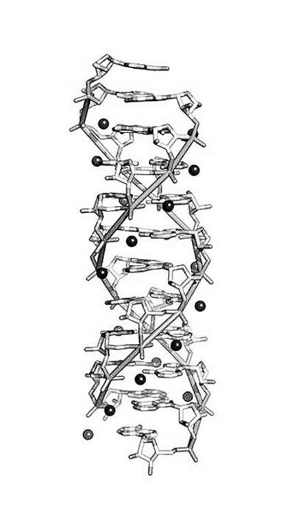 dna双螺旋结构简笔画 第1页