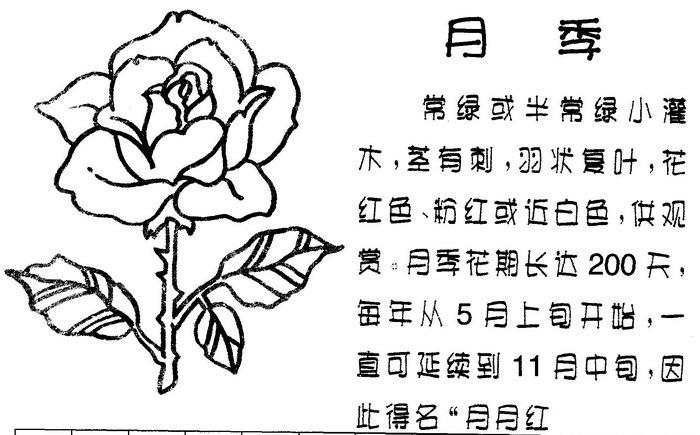 月季花简笔画图片与资料