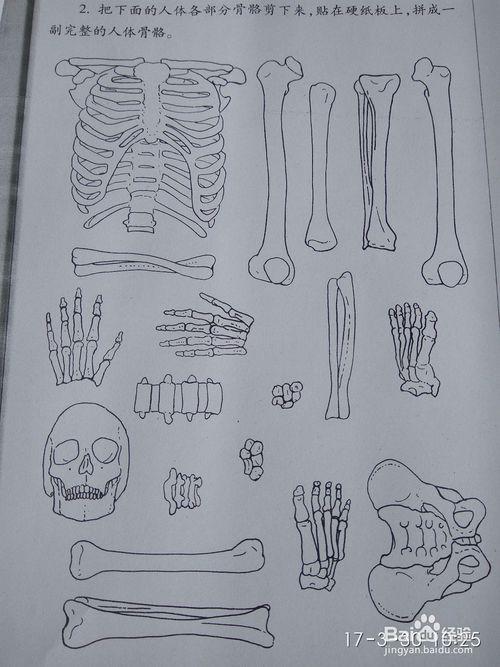 骨头简笔画简单
