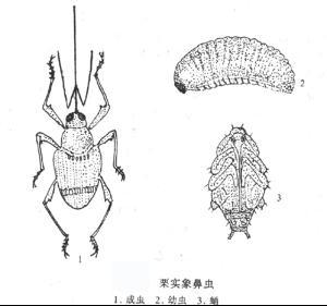 象甲的简笔画