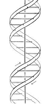 dna分子双螺旋结构简笔画