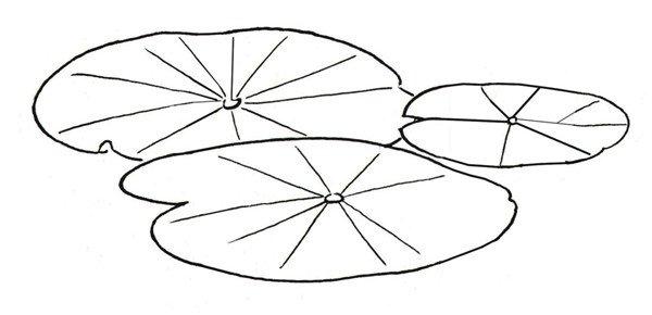 荷花荷叶简笔画