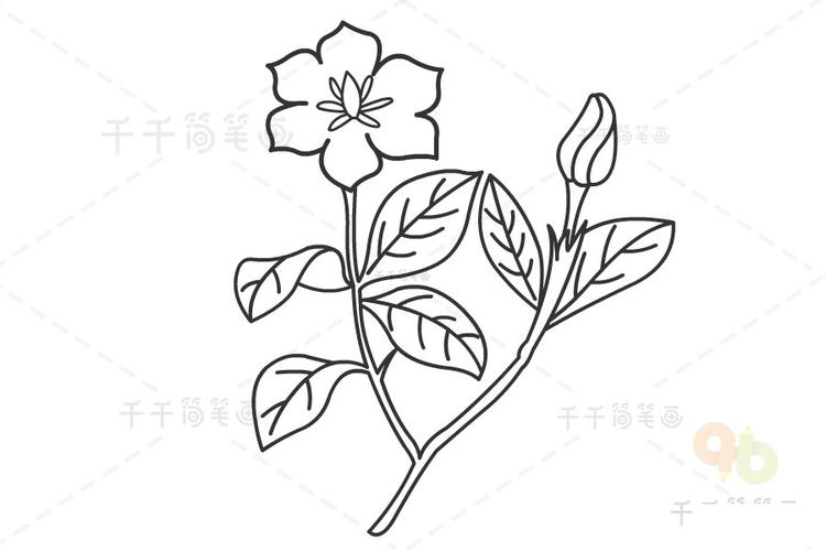 栀子花简笔画 简单易学