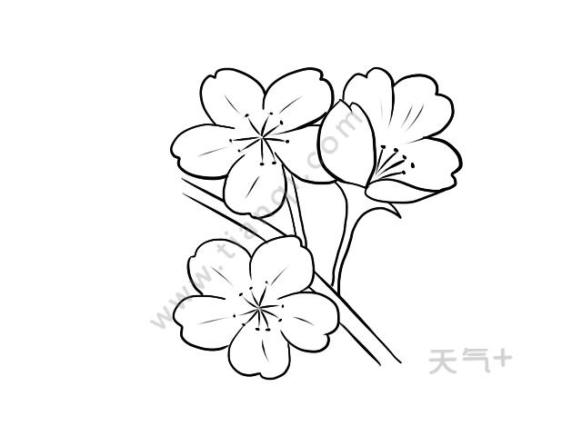 樱花简笔画樱花的画法简笔画