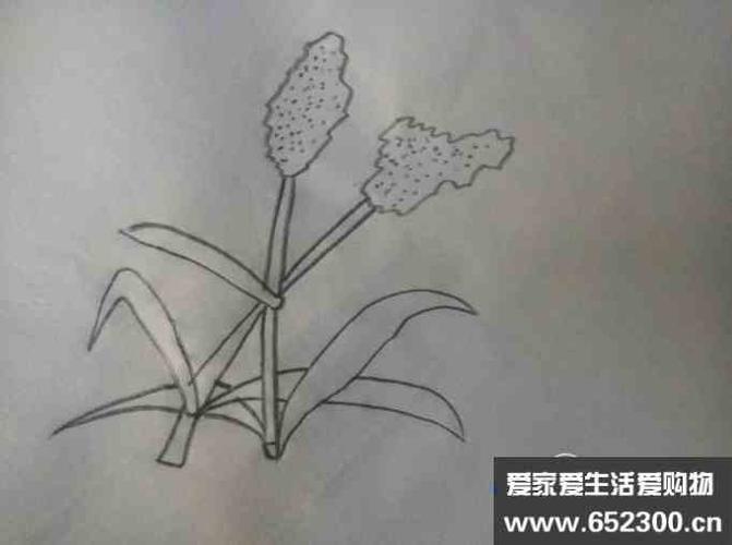 高粱圆子简笔画