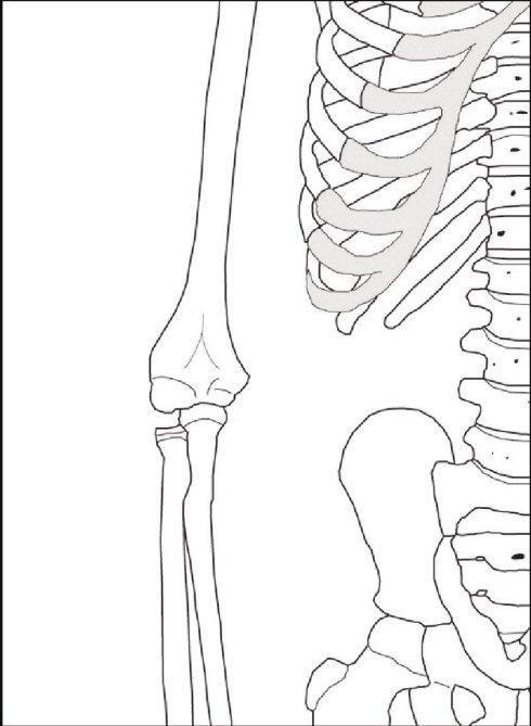 腿骨骨骼简笔画