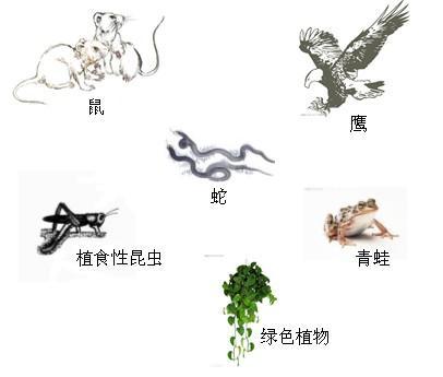 食物链怎么画简笔画彩色