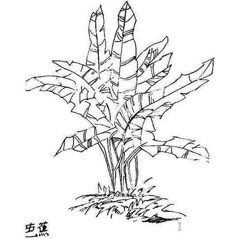 芭蕉树素描怎么画简单漂亮 芭蕉树简笔画图片