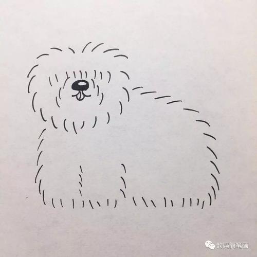 吉娃娃腊肠犬雪纳瑞贵宾犬汪星人简笔画你学会了吗