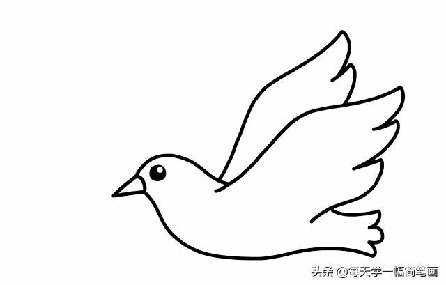 白鸽简笔画三步完成白鸽子简笔画的画法