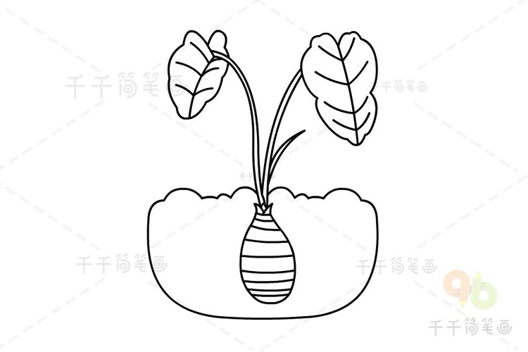 香芋简笔画