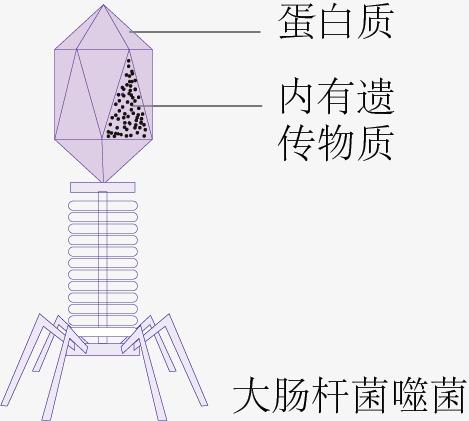 大肠杆菌噬菌体简笔画