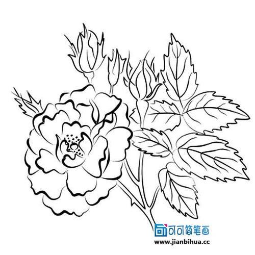 紫月季花的简笔画