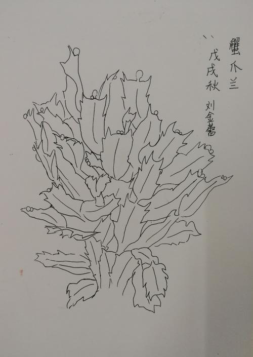 简笔画蟹爪兰