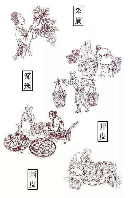 柑普茶简笔画