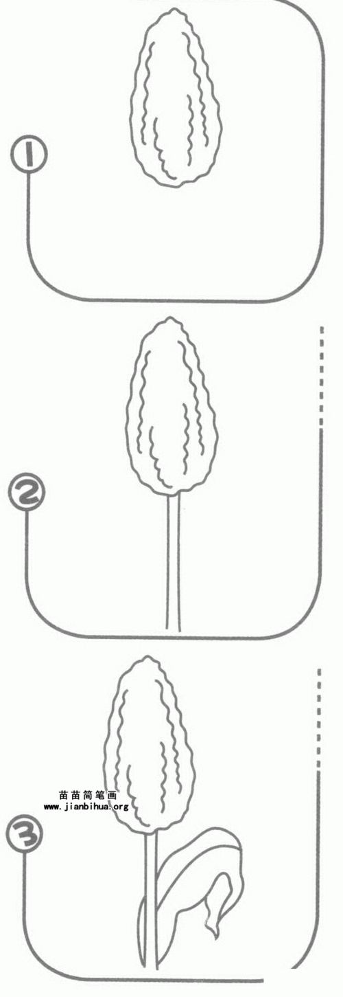 高粱简笔画图片教程