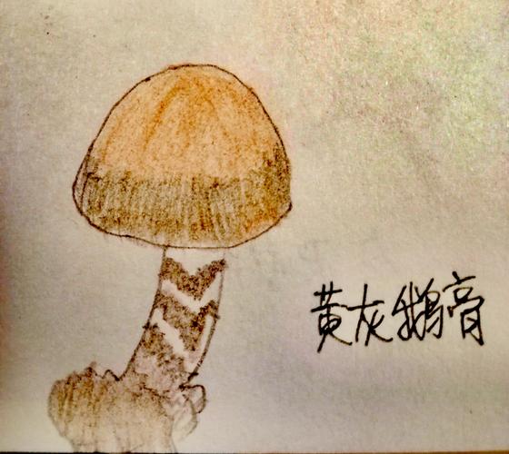 简笔画四十三菌类