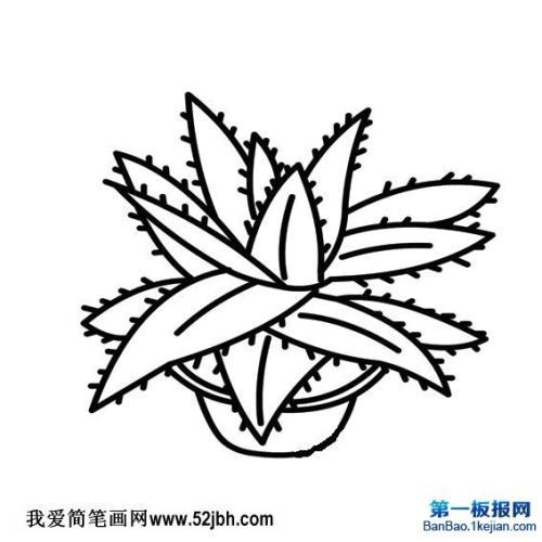 儿童简笔画芦荟