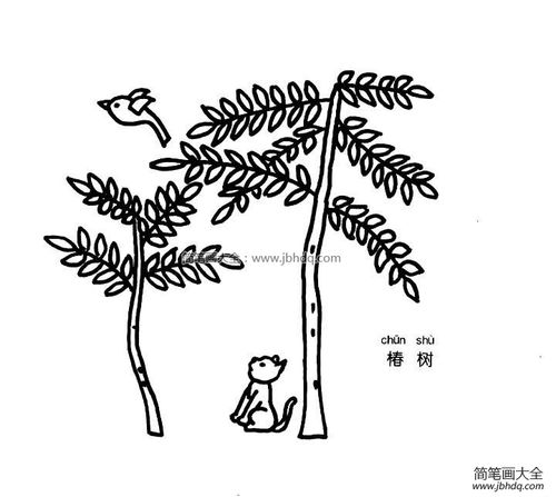 椿树简笔画图片