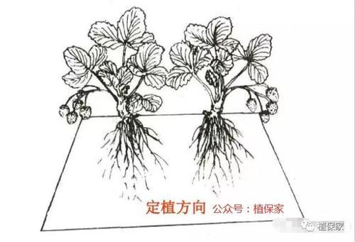 草莓的简笔画画法 草莓简笔画小种子发芽简笔画土豆植物生长过程图片