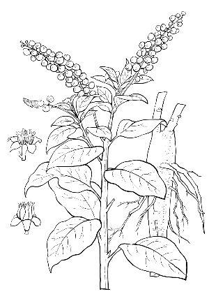 美洲商陆的简笔画