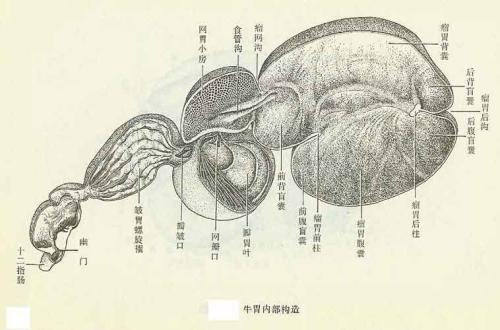 牛的胃是什么样子的简笔画