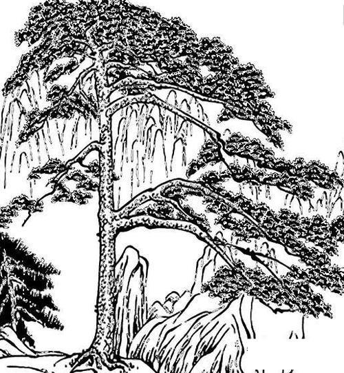 松树植物简笔画 松树