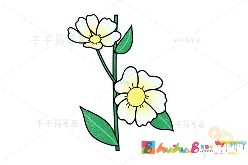 花朵简笔画 春菊的画法