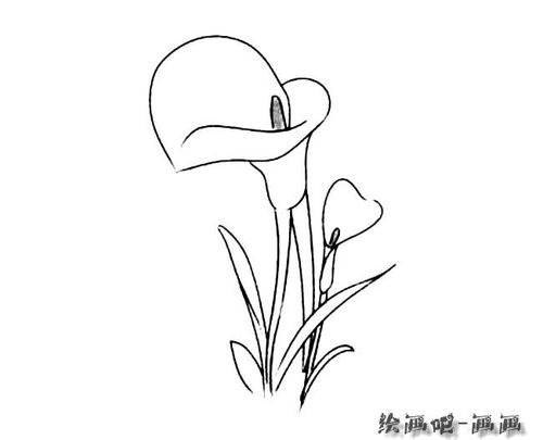 两朵百合花简笔画图片