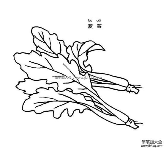 菠菜简笔画图片