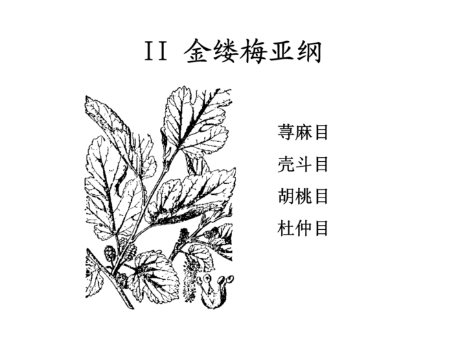 金缕梅简笔画