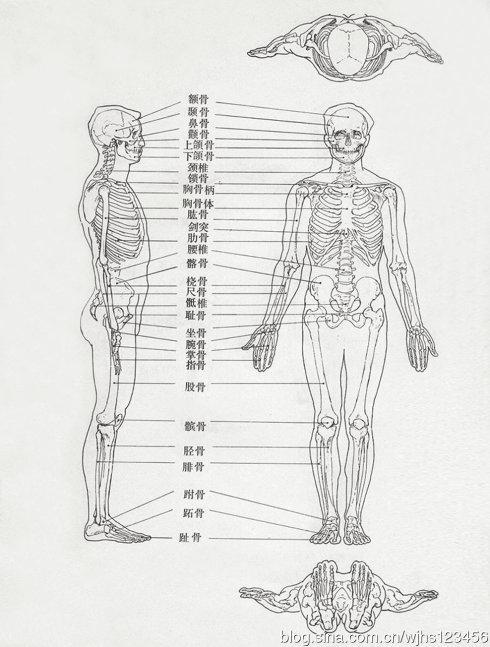 上半身骨骼简笔画可爱