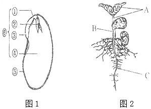 从种子到幼苗简笔画