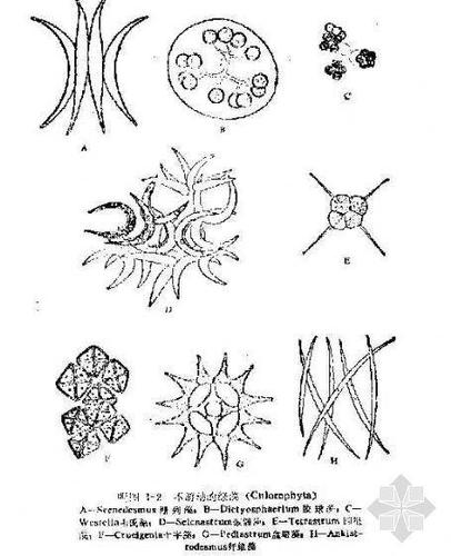 水里微生物简笔画 简笔画图片大全-蒲城教育文学网