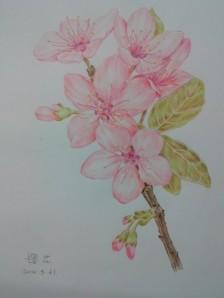 简笔画樱花手绘彩铅画