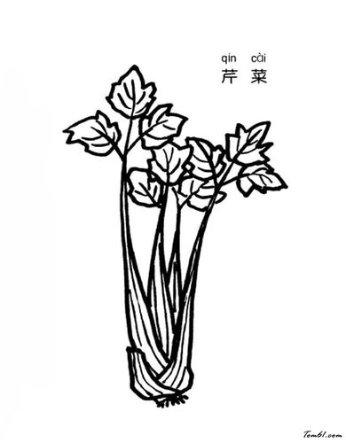 芹菜-简笔画图片-儿童资源网手机版