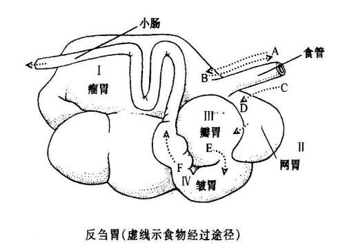 胃的解剖图简笔画