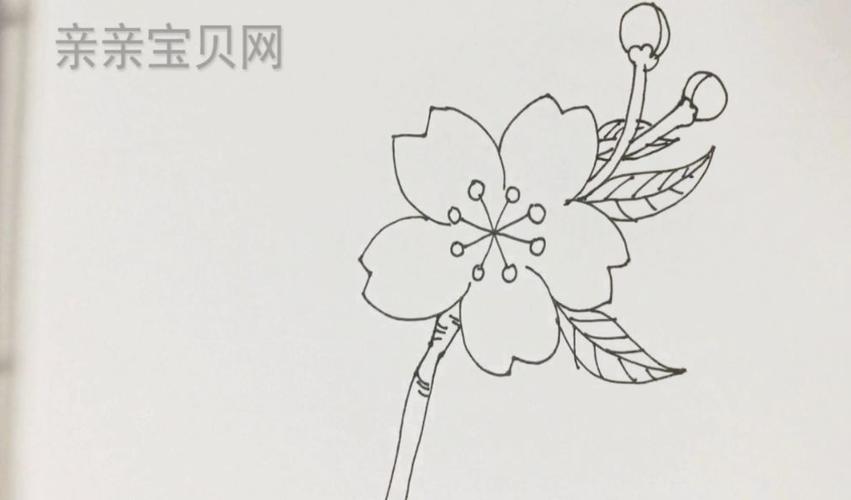 简笔画课堂 | 漂亮的桃花 no.20