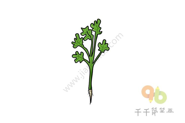 蔬菜简笔画 芫荽简笔画图片香菜芫荽yán sui 中含的维生素c的