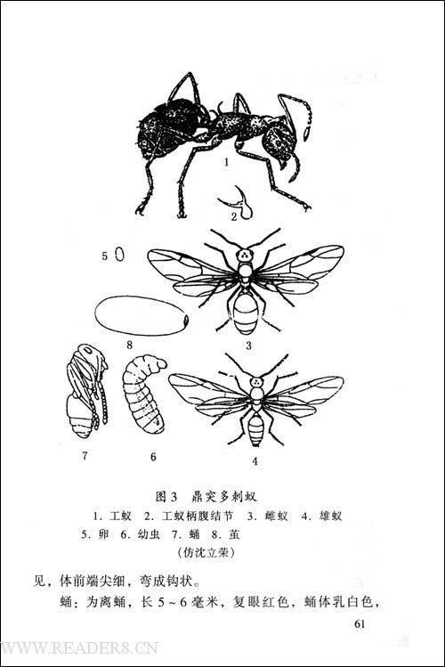 工蚁简笔画6