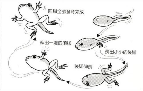 小蝌蚪简笔画演变