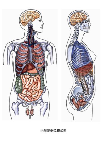 身体内脏图整体结构图简笔画