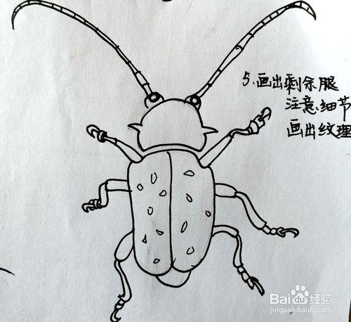 《生活中常见的昆虫》系列之天牛简笔画