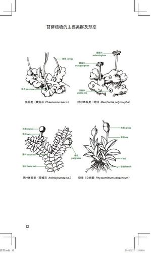 苔藓怎么画简笔画