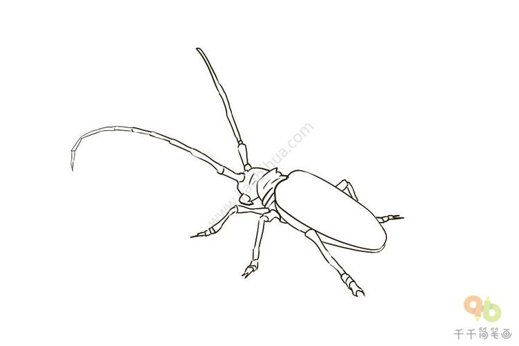 黑色的天牛简笔画步骤图昆虫简笔画