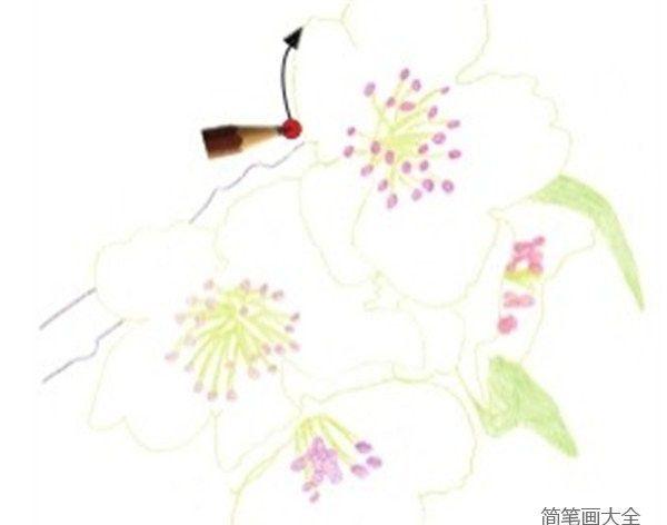 彩铅梨花的绘画技法简笔画教程简笔画大全